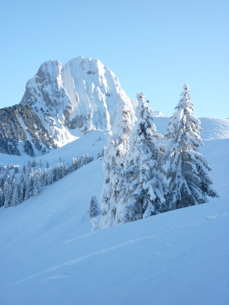 extreme weather, pine tree, nature, outdoors, gantrisch massif, scenics - nature, environment, Gantrisch, no people, snowcapped mountain, Switzerland, beauty in nature