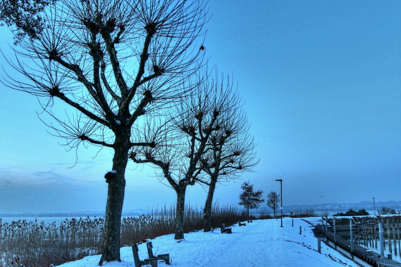 cold temperature, environment, tree, bregenz, port, tranquility, ice, sky, 5K, covering, tranquil scene, nature, snowing, romantic, away, frost, evening