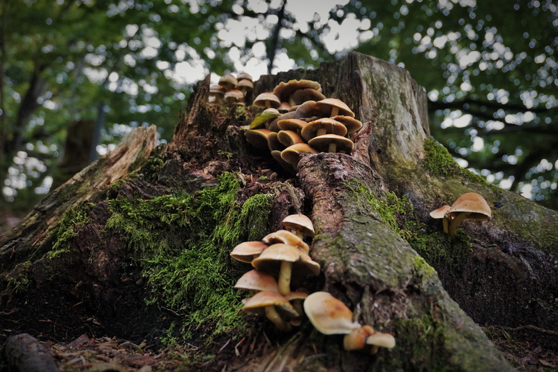 forest mushrooms, autumn, wood - material, 5K, autumn sun, plant, tree trunk, trunk, bark, mushrooms, forest, mushroom, toadstool, tree fungus, surface level