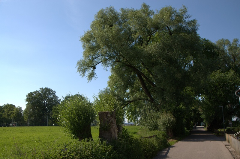 outdoors, direction, tranquil scene, bregenz, green color, nature, 1080P, no people, tranquility, sunlight, germany, grass, footpath, the way forward