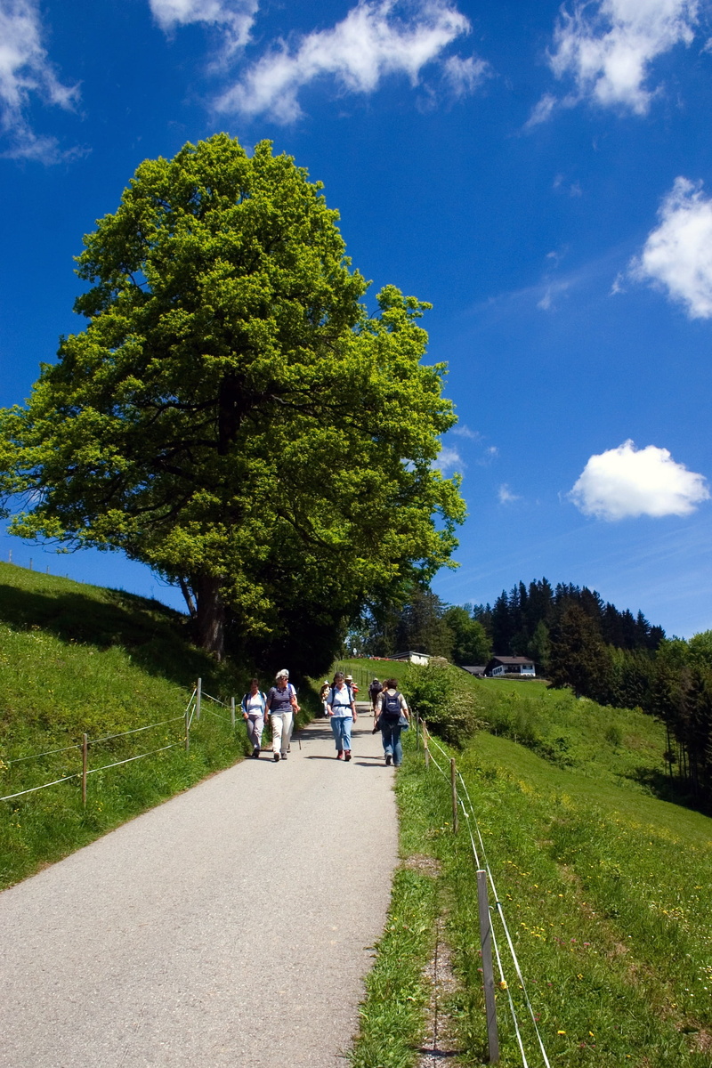 hiking, adult, women, group of people, walking, sky, tree, direction, transportation, grass, riding, 2K, road, people, men, nature, growth, bregenz, plant