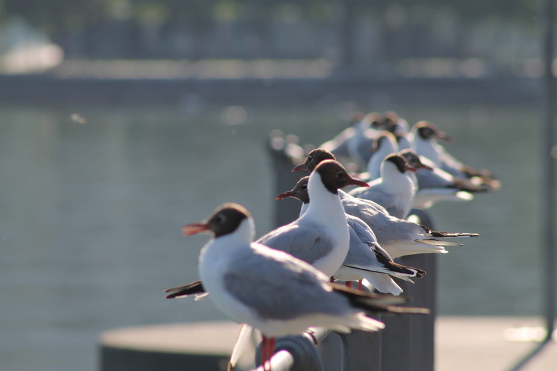 group of animals, spread wings, animals in the wild, day, bird, lake constance, 1080P, vertebrate, seagull, outdoors, perching, gull, bregenz, animal