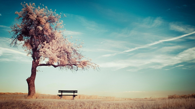 blossoms, wooden, chairs, bench, brown, cherry, 1080P, nature, trees, hd, cherry blossoms