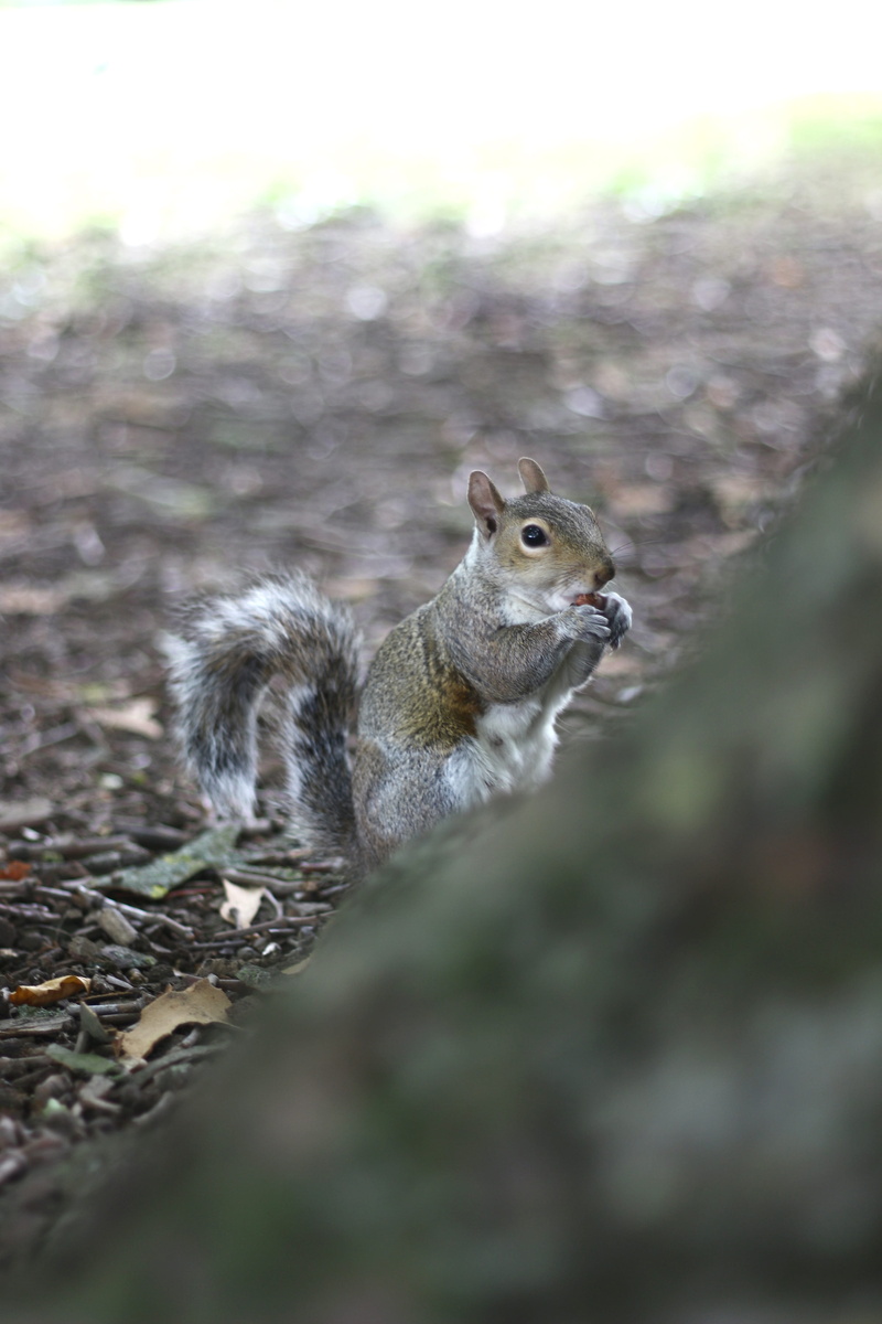 day, 5K, outdoors, squirrel, animal themes, united kingdom, nature, animal, field, feed, london, no people, selective focus, rodent, land, animal wildlife