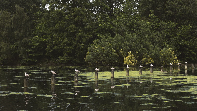 animals in the wild, animal themes, tree, beauty in nature, pond, hyde park, animal wildlife, nature, group of animals, 5K, birds, day, waterfront, no people