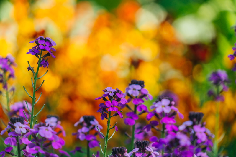 focus, botany, selective focus, royal park, plant, outdoors, orange, 8K, flower, blurred background, fragility, inflorescence, color, nature, petal, purple