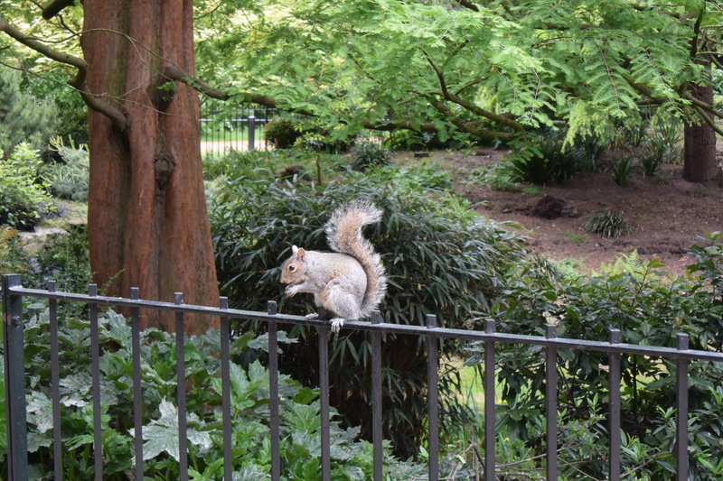 Squirrel, London, livestock, animals in the wild, park, one animal, herbivorous, plant, outdoors, vertebrate, wood, autumn, growth, spring, pets, nuts