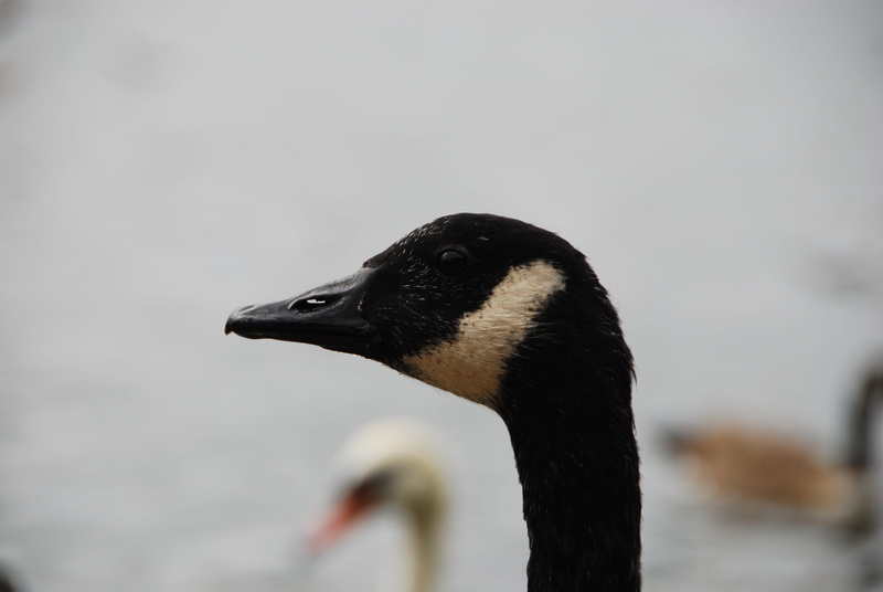 animal wildlife, close-up, animal eye, lake, animal neck, profile view, animals in the wild, hyde park, nature, animal, animal body part, water, beak, side view