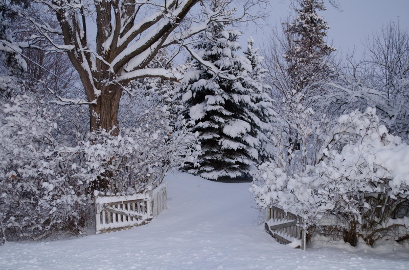 land, 4K, winter wonderland, white, cold temperature, landscape, bare tree, white color, tranquil scene, no people, egbert, blizzard, winter, snowing