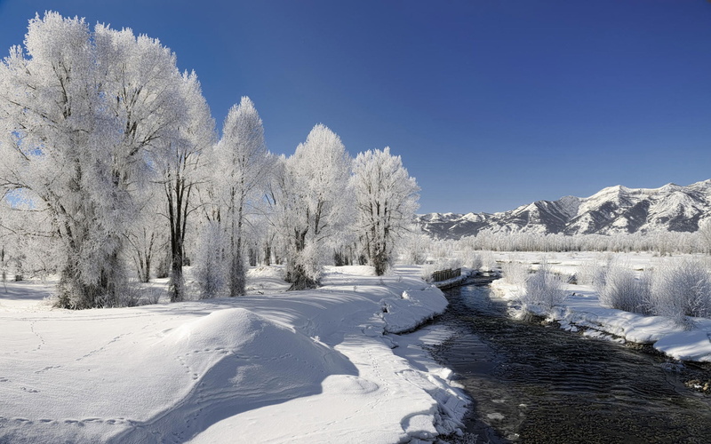 ice, tranquility, pine tree, cold temperature, tree, wonderland, plant, Nature, water, Winter, frozen, beauty in nature, sky, 1080P, day, snow, environment