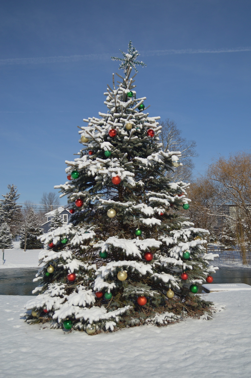 no people, winter, cold temperature, winter wonderland, christmas, christmas snow, plant, spruce, pine, tree, Christmas tree, seasons greetings, celebration