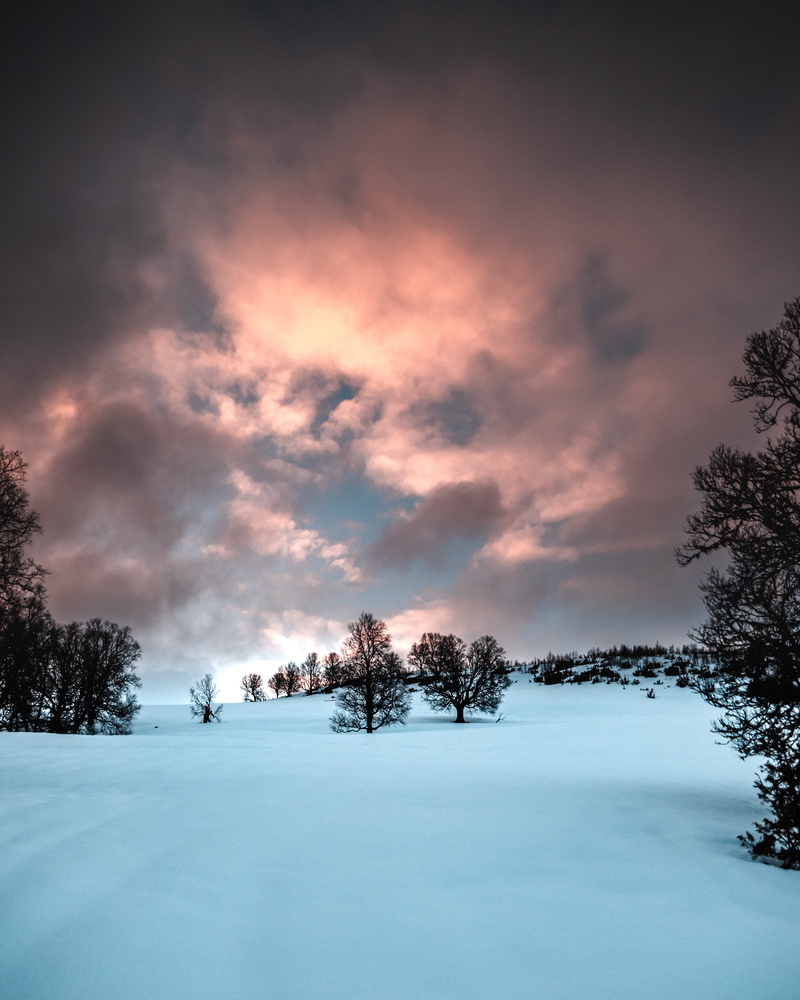 frozen, snow, nature, snowfield, 5K, winter wonderland, plant, scenic, cloud - sky, sky, cloudy, cold, winter background, trees, frost, cold temperature