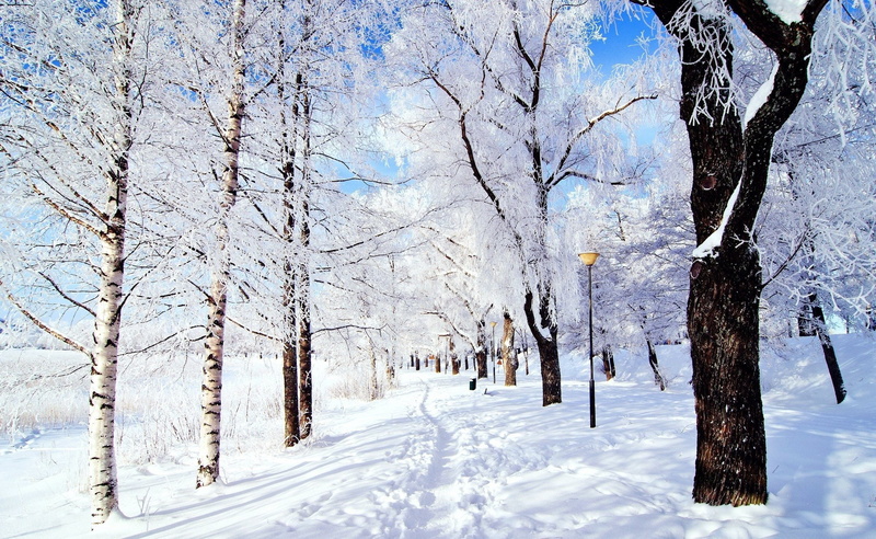 non-urban scene, 2K, tree trunk, tranquil scene, outdoors, covering, white, land, Seasons, Wonderland, cold temperature, tranquility, bare tree, no people