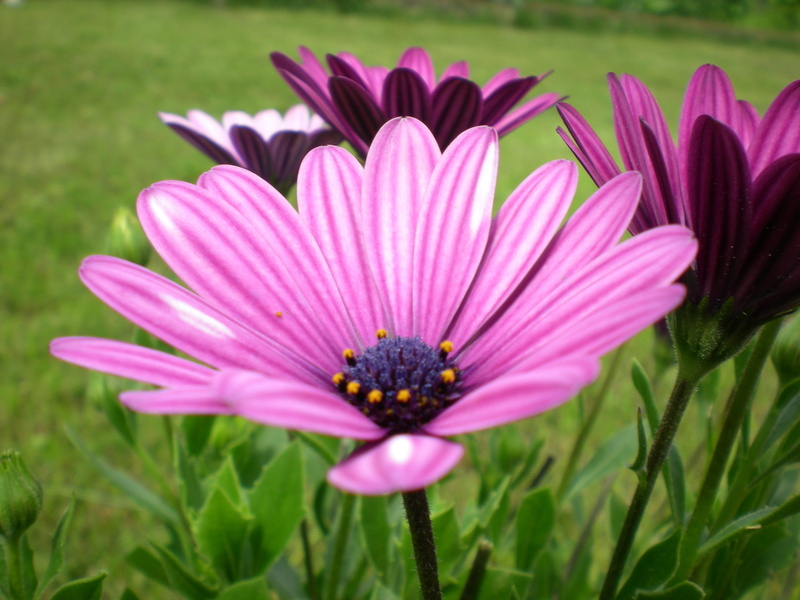 flower Head, purple, grass field, nature, detail, daisy, summer, close-up, field, photo, close up, close, plant, 2K, beauty In Nature, green, petal, green grass