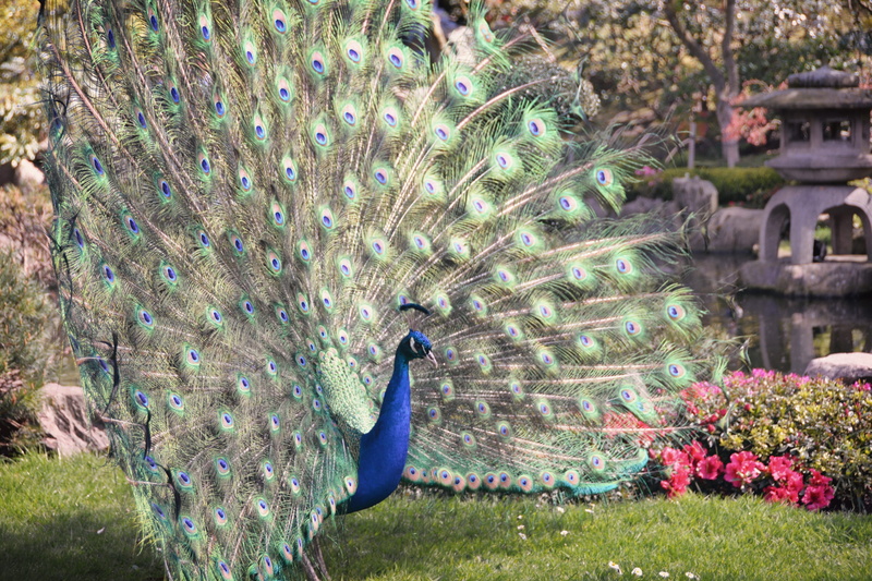 london, plant, feather, peacock in holland park (kyoto garden), day, flower, peacock feather, male animal, nature, outdoors, one animal, peacock, bird