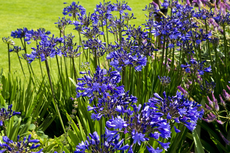 green color, nature, deep blue, flowerbed, fragility, beauty in nature, close-up, plant, flower, plant part, outdoors, botany, field, inflorescence, land