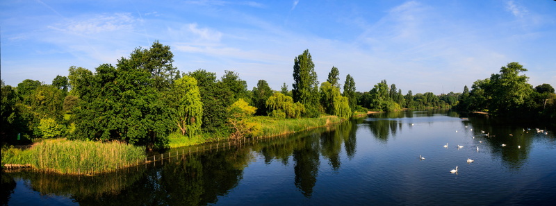 outdoors, animal wildlife, nature, tranquil scene, growth, panoramic, tree, blue sky, scenics - nature, lake, serpentine hyde park, water, beauty in nature
