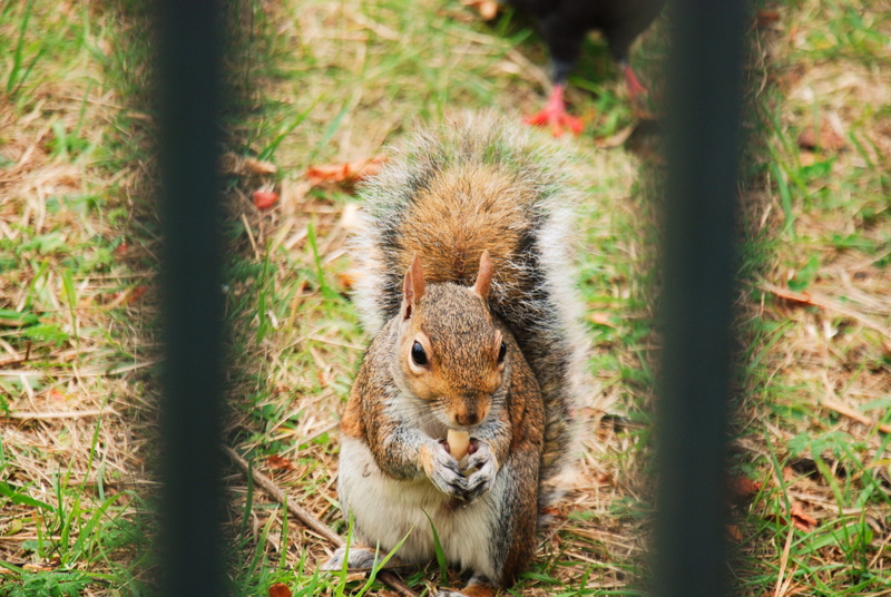 no people, 4K, plant, land, london, hyde park, tree, squirrel, pets, one animal, united kingdom, autumn, animal wildlife, animals, day, animal, vertebrate