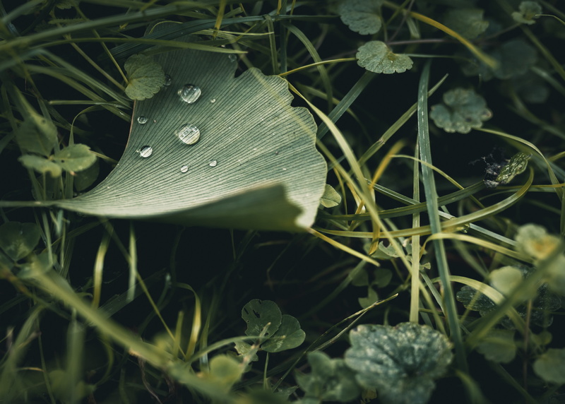 day, land, anthurium, hyde park, vulnerability, weed, vegetable, flower, close-up, green color, apiaceae, field, photography, plant part, no people, freshness