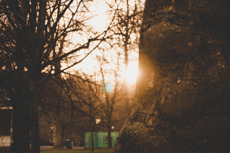 paulnic, united kingdom, tree, bare tree, beauty in nature, day, hyde park, outdoors, hyde, canoneos70d, nature, streaming, trunk, photography, forest