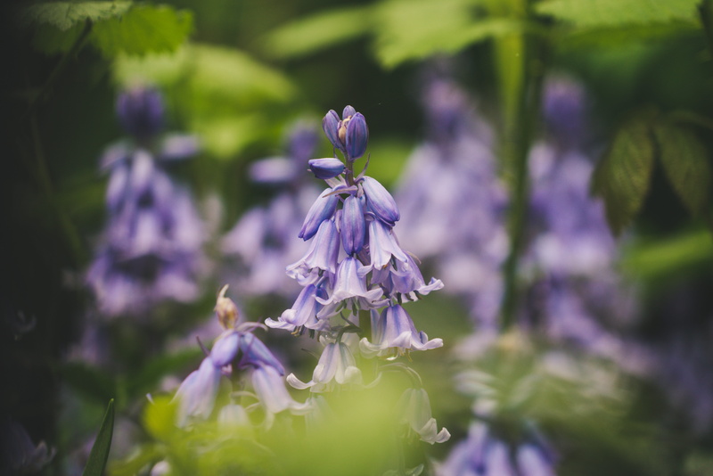 petal, freshness, united kingdom, violet, nature, selective focus, day, animal, green, aquilegia, flora, outdoors, park, bluebell, growth, london, blossom
