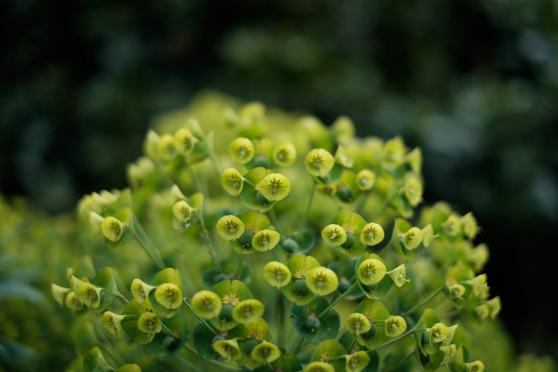 outdoors, selective focus, flower head, healthy eating, 4K, beauty in nature, plant, vegetable garden, focus on foreground, close-up, vulnerability, vegetable