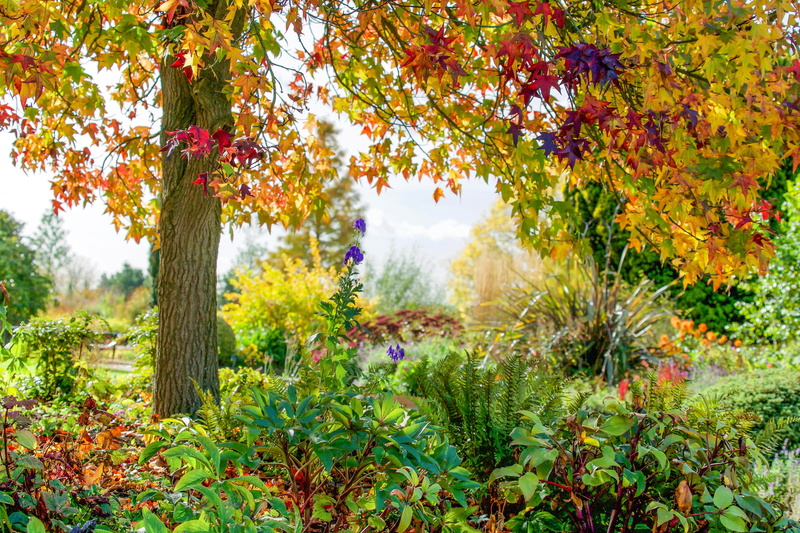 flowers, 1080P, autumn, Park, Rettendon, tree, RHS Garden Hyde Hall, Essex, England
