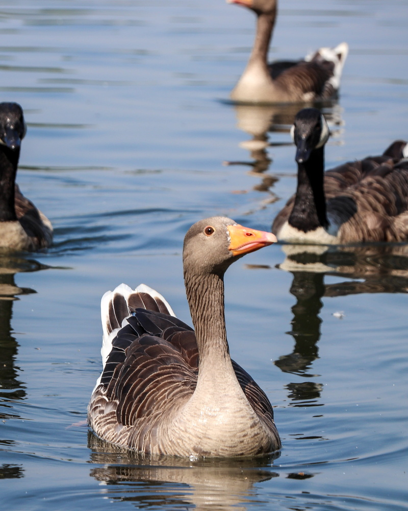 animal themes, animal, water, no people, lake, water bird, reflection, outdoors, group of animals, focus on foreground, cute, waterfront, swimming, duck