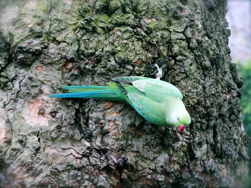 bird, leaf, textured, animal themes, color, parrot, plant, nature, tree, close-up, plant part, tree trunk, green color, animal wildlife, food, exotic, green