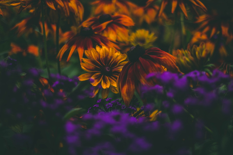 selective focus, coneflower, pollen, petal, flower, flower head, flowering plant, inflorescence, no people, hyde park, close-up, plant, outdoors, 5K, united kingdom