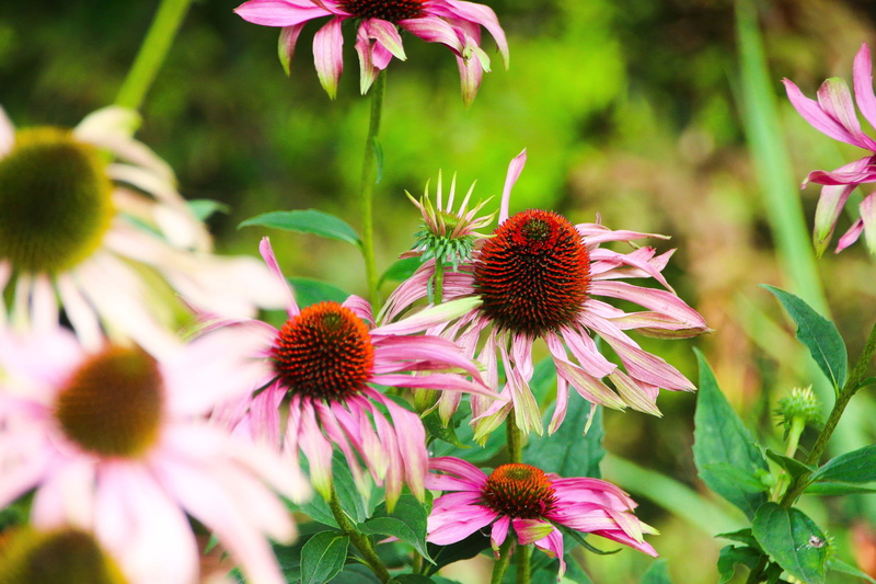 pink color, nature, flora, freshness, london, hyde park, flowerbed, outdoors, flower head, flowers, focus on foreground, springtime, day, close-up, petal