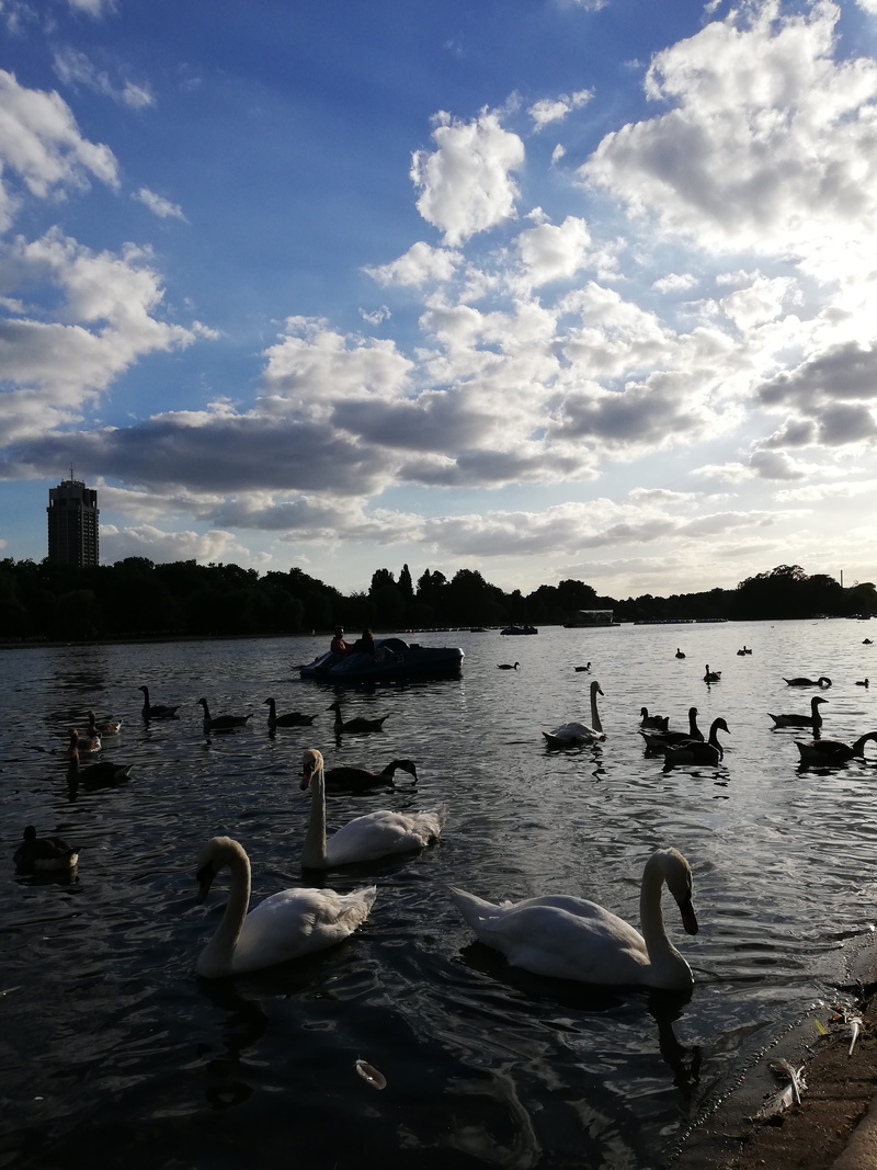 nature, flock of birds, london, cloud - sky, floating on water, animal themes, vertebrate, no people, beauty in nature, outdoors, united kingdom, day, sunset