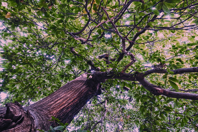 travel, low angle view, spring, ancient, beauty in nature, forest, branch, park, wood - material, united kingdom, leaves, london, springtime, flowering plant
