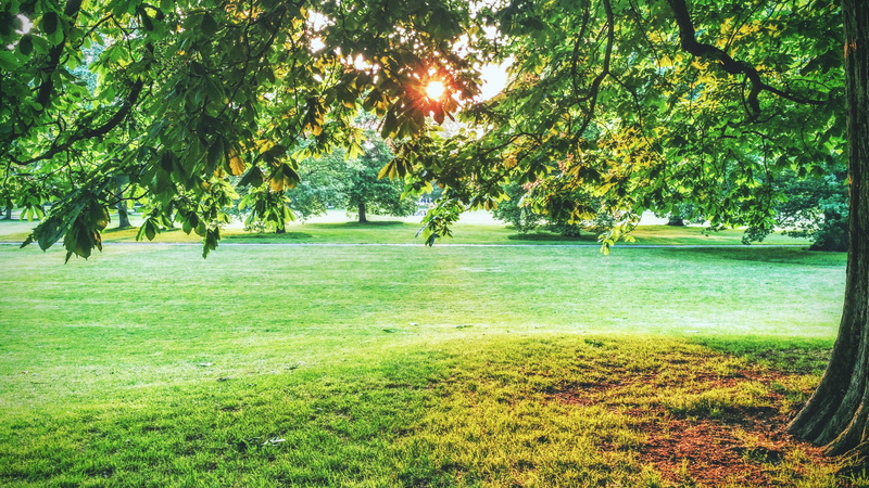nature, forest, landscape, land, grass, tree, tranquility, growth, outdoors, leaves, 4K, sunlight, sunny, plant, united kingdom, sun, day, environment