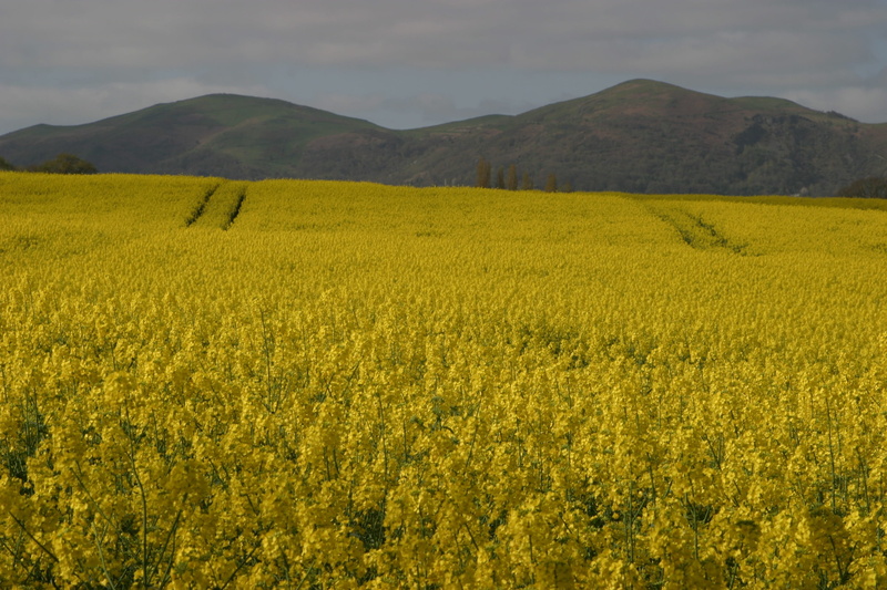 plant, beauty in nature, rape seed fields, farm, malvern hills, agriculture, tranquility, outdoors, flower, flowering plant, field, scenics - nature, oilseed rape