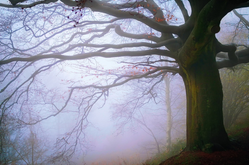 autumn, England, fog, forest, November, 1080P, Malvern Hills
