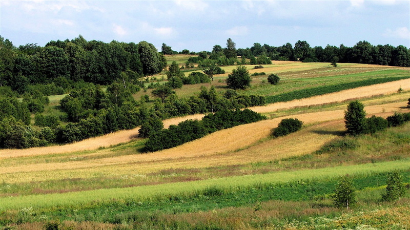 hill, tranquil scene, beauty in nature, upland, non-urban scene, plant, sky, cereals, land, grass, rolling landscape, rural Scene, outdoors, poland, scenics