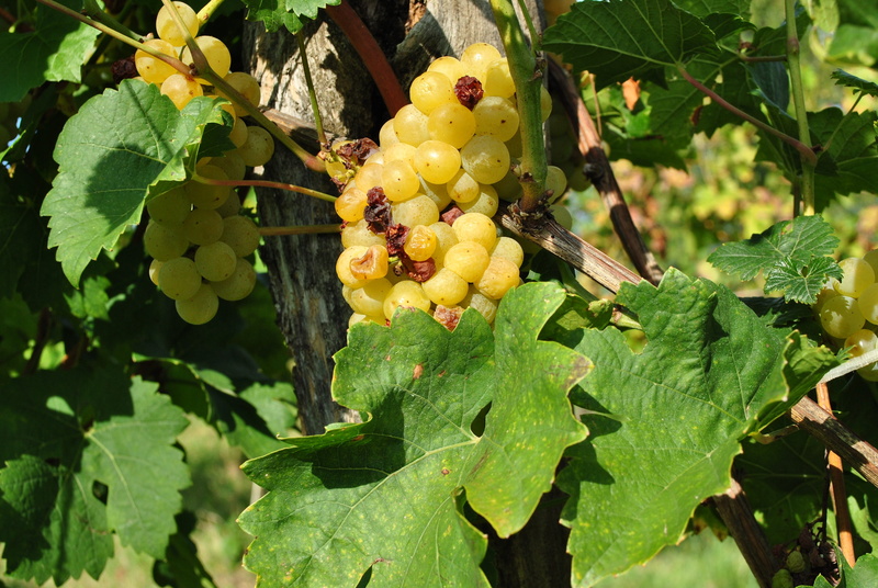 winery, plantation, no people, grape, food and drink, plant, kali-pool, agriculture, freshness, balaton uplands, outdoors, nature, tree, vintage, close-up