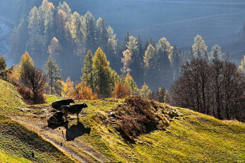 pasture, valley, Cow, Fall, mountain Range, scenics - nature, green Color, sunlight, Alpine, woodland, growth, tree, Cattle, outdoors, forests, hill, beauty In Nature