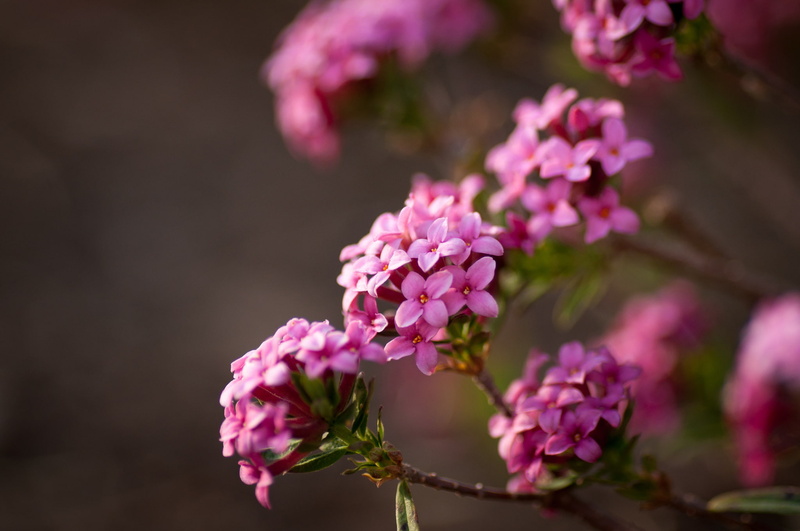 inflorescences, 1080P, macro, bokeh, daphne, upland