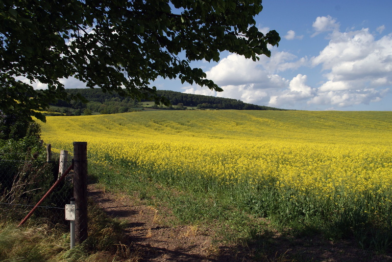 cloud - sky, agriculture, growth, tree, environment, sky, nature, yellow, outdoors, scenics - nature, green color, landscape, Field, Oilseed Rape, tranquil scene