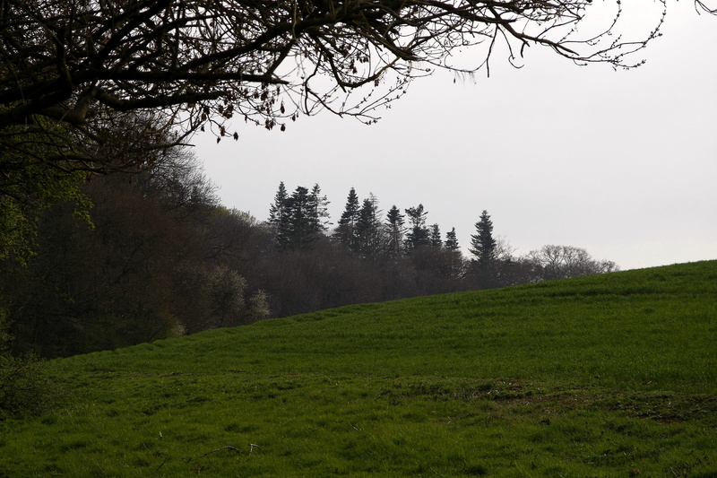 countryside, no people, green color, rural, tranquility, environment, tree, fog, nature, meadow, 4K, tranquil scene, abies, grassland, day, pasture, farm