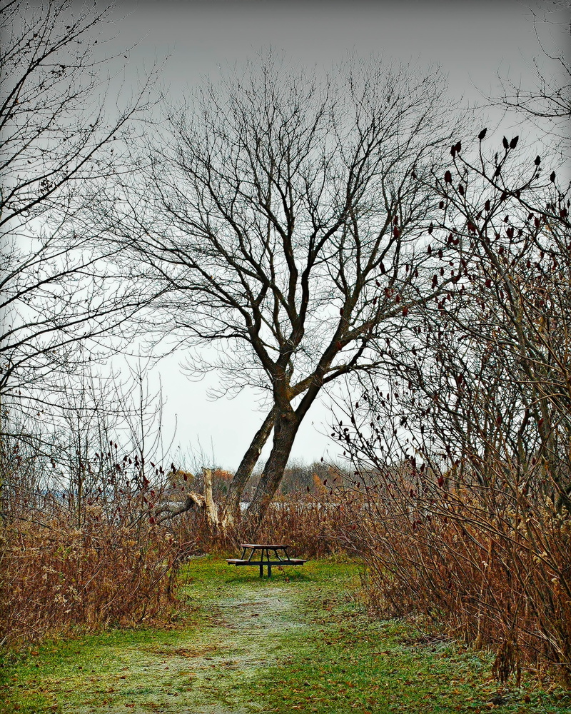 plant, landscape, grass, sky, Tree, Fall, outdoors, tranquility, Midland Ontario, scenics - nature, Scenery, bare tree, no people, growth, land, field