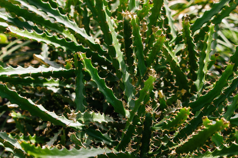 antelope, wildlife, birmingham botanical gardens, thorn, west midlands, beauty in nature, selective focus, plant, day, cacti, spiky, animal, cactus, spiked
