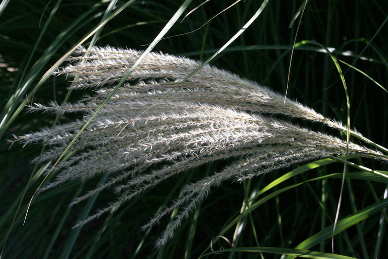 outdoors, land, blade of grass, wheat grass, animal, nature, midland, agriculture, Wheat, close-up, no people, growth, 2K, selective focus, animal themes