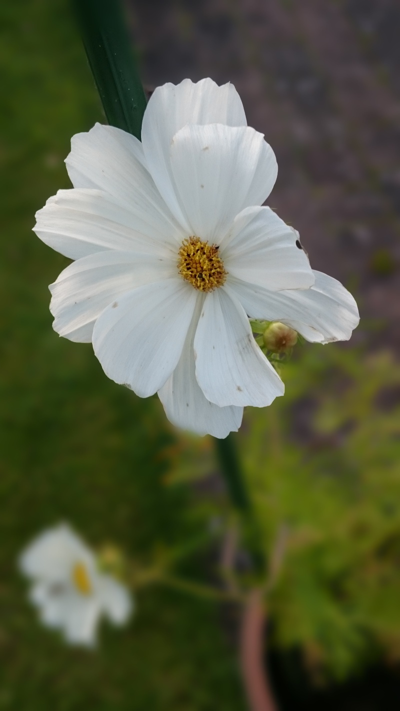 wildflower, pollen, white flower, focus on foreground, day, blooming, british, countryside, country, inflorescence, beauty in nature, scenery, close-up