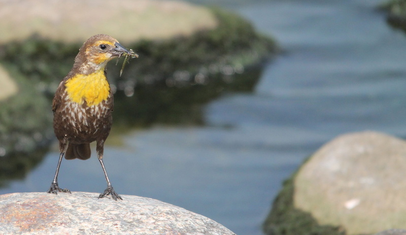 rock - object, water, songbird, animal, juvenile, animals in the wild, close-up, perching, 2K, animal wildlife, animal themes, full length, vertebrate