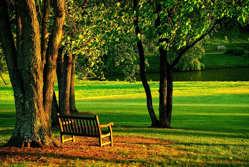 wood - Material, tree trunk, plant, day, grass, park, 1080P, green, bench, brown, beauty in nature, tranquility, seat, wooden, nature, growth, outdoor
