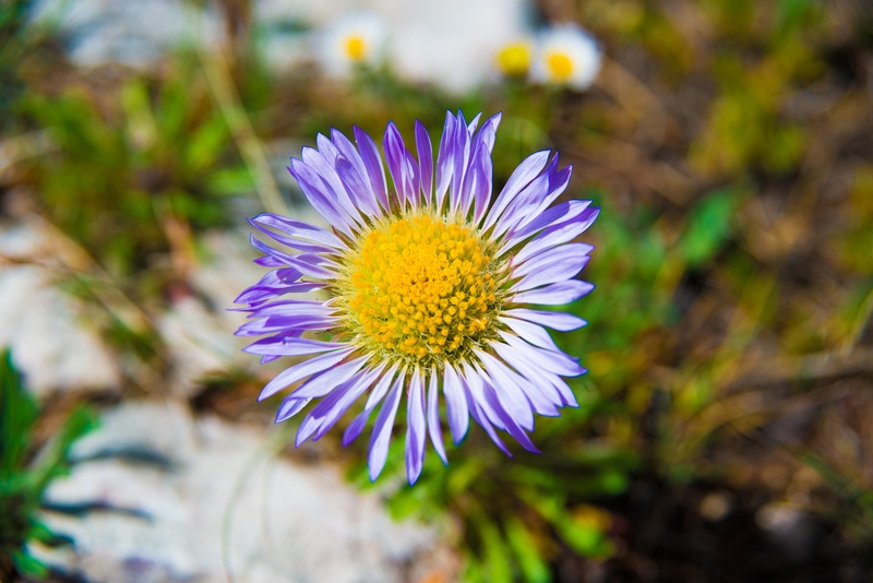 meadowlark, vulnerability, inflorescence, beauty in nature, purple, flower head, flowering plant, land, fragility, freshness, petal, no people, wild, day