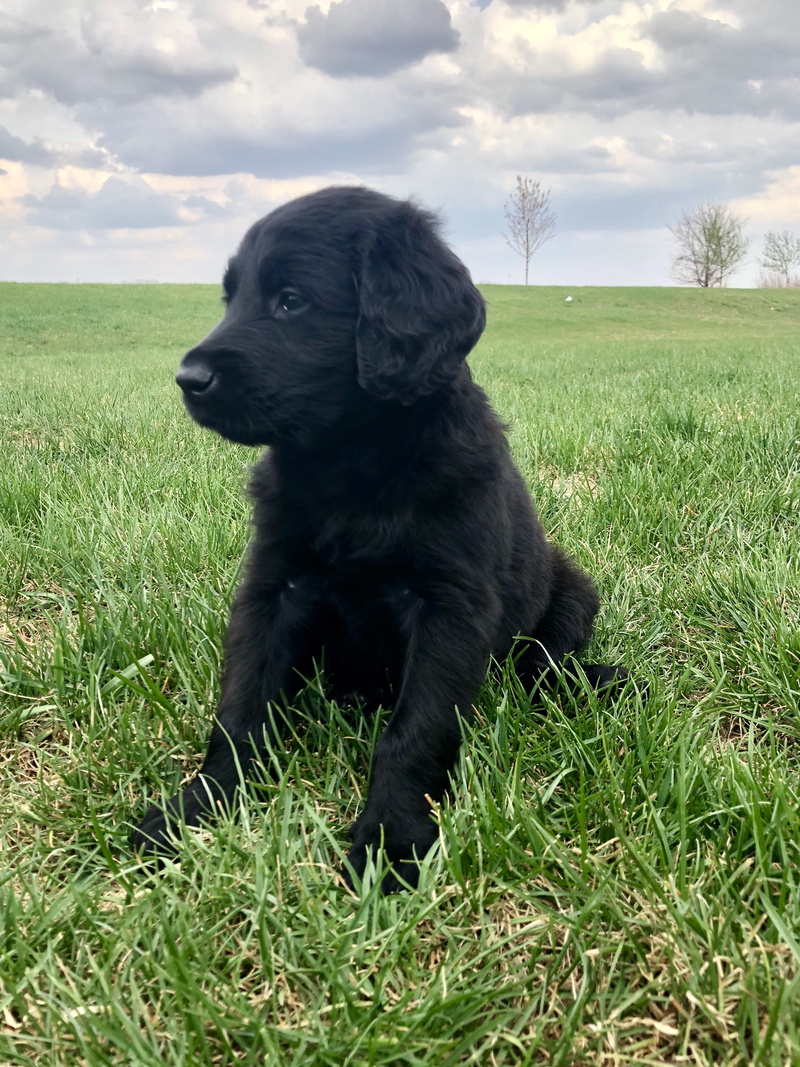 animal themes, blue, domestic, little, animal, summer, plant, lab, one animal, nature, sky, grass, 2K, outside, puppy, wild dog, land, field, black lab
